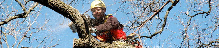 Tree climbing